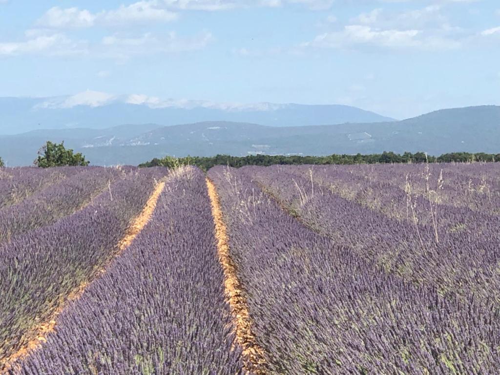 Maison de vacances escale en provence 11 Rue Jean Baptiste Aurard, 84480 Bonnieux