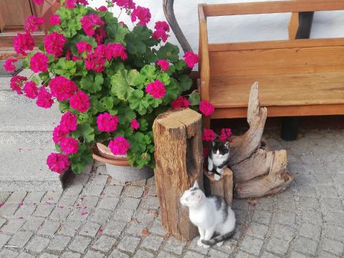 Ferienbauernhof Moarhof Wittelshofen allemagne