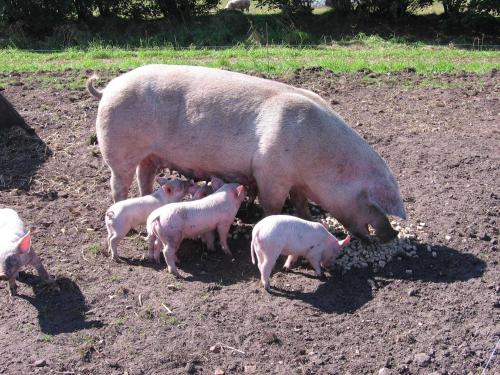 Séjour à la ferme Ferienhaeuser Abild Kielswang 4 Tarp