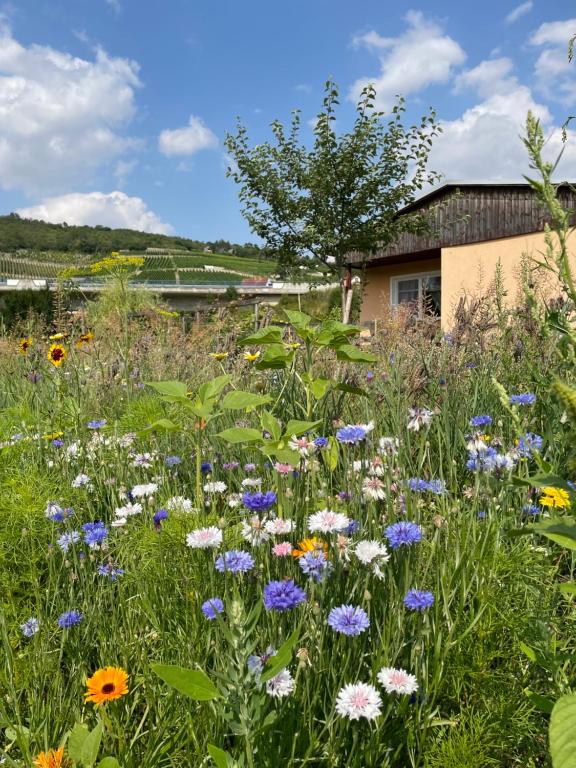 Maison de vacances Ferienhaus Gutedel Ehrauberge, 06632 Freyburg