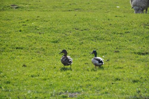 Appartements Ferienhaus Hof Herzleuchten 1 Hartkoogweg Siekbüll