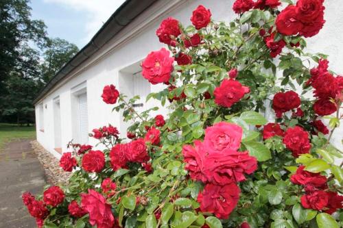 Maison de vacances Ferienhaus Huus ton witten Barg Meninger Weg 36a Undeloh