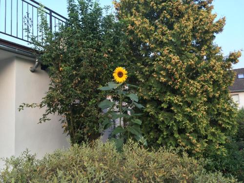 Ferienhaus Sonnenblume Hameln allemagne