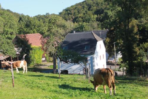 Ferienhaus Sprink Vulkaneifel Strohn allemagne