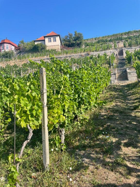 Maison de vacances Ferienhaus Traminer im Weinberg Schweigenberge, 06632 Freyburg