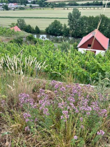 Ferienhaus Traminer im Weinberg Freyburg allemagne