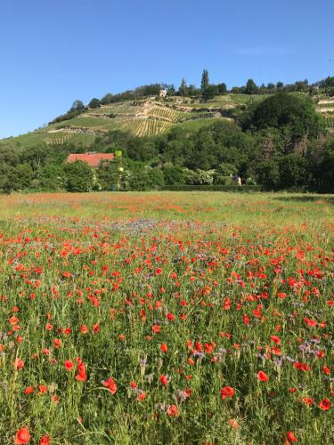 Maison de vacances Ferienhaus Weißburgunder 75 Weinberge Naumbourg