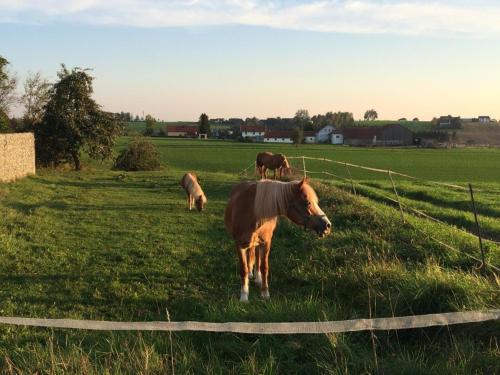 Séjour à la ferme Ferienhof Löw Stolzesberg 2 Salzweg