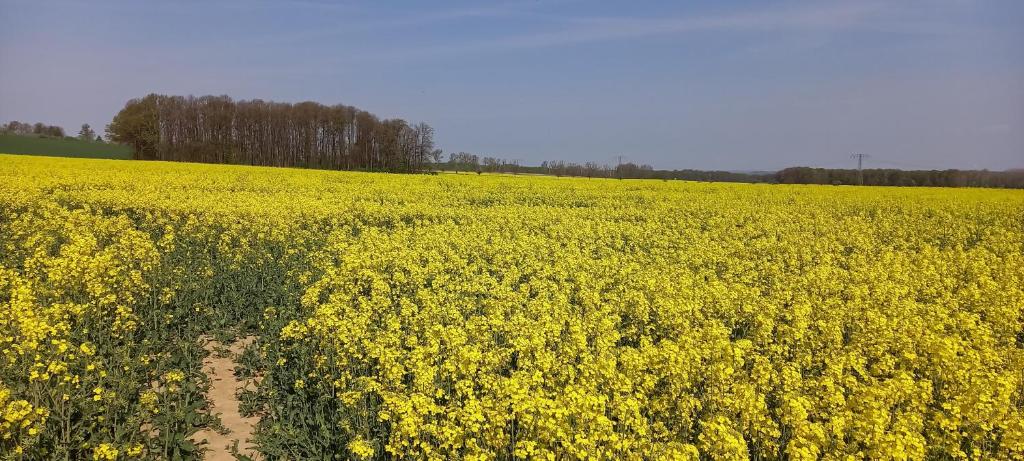 Appartement Ferienhof mit Bergblick Wohla  Am Wohlaer Berg  2A, 02708 Löbau