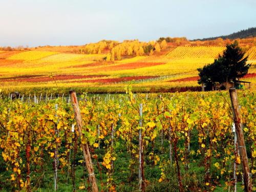 Ferienweingut Rainer Beitzel Kröv allemagne