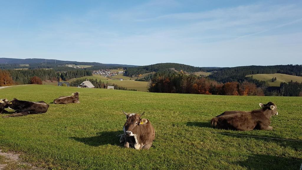 Appartements Ferienwohnung am Schneeberg Landstraße 2, 79822 Titisee-Neustadt