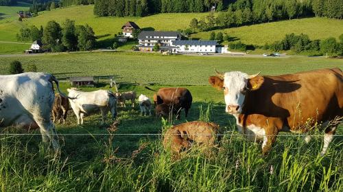 Ferienwohnung am Schneeberg Titisee-Neustadt allemagne