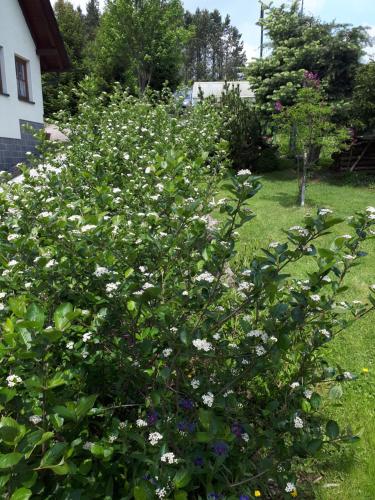 Ferienwohnung Aronia Garten Kurort Oberwiesenthal allemagne