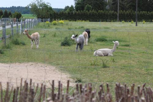 Séjour à la ferme Ferienwohnung auf dem Alpaka-Hof Anklamer Chaussee 4 Rubkow