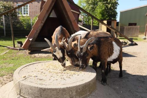 Séjour à la ferme Ferienwohnung auf dem Bio Obsthof Hollernstraße 95 Twielenfleth