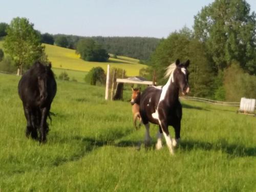 Appartement Ferienwohnung auf dem Resthof Duenser Weg 5 Aerzen