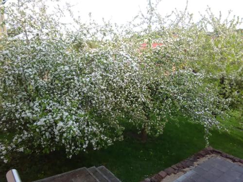 Appartement Ferienwohnung Barzen Clemensstr. 1a Ralingen