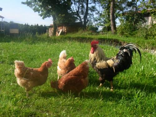 Séjour à la ferme Ferienwohnung Bauernhaus Kailhof Göttersberg 1 Aschau im Chiemgau