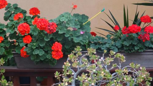 Appartement Ferienwohnung bei Erfurt Bahnstraße 61 012L Gebesee