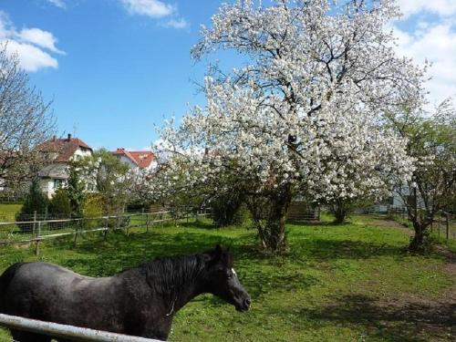 Ferienwohnung Diepold Wasserburg allemagne