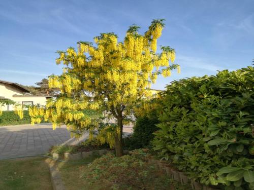 Ferienwohnung Gaertner Heringsdorf allemagne