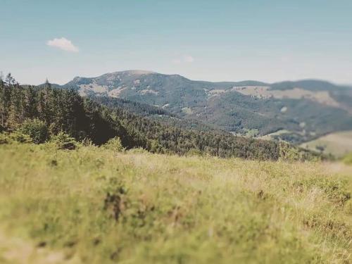 Ferienwohnung Hirschkopf Kleines Wiesental allemagne