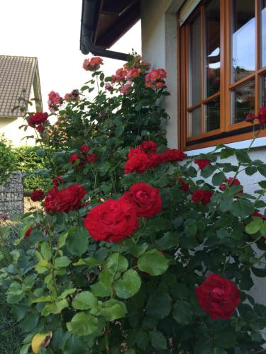 Appartement Ferienwohnung Störblick Schwerin Störblick 23 Raben Steinfeld