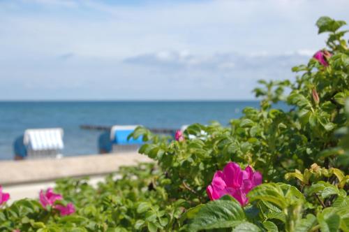 Ferienwohnungen am Strand - Strandvilla Belvedere Kühlungsborn allemagne