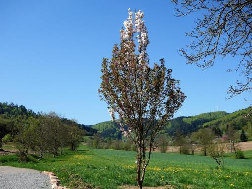 Ferienwohnungen Braun Seelbach allemagne