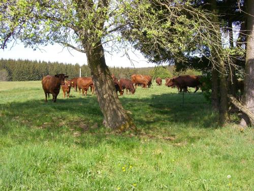 Ferienwohnungen Königshof Königshütte allemagne
