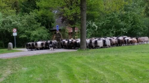 Maisons de vacances Ferienwohnungen Tewes Heuweg 30 Müden