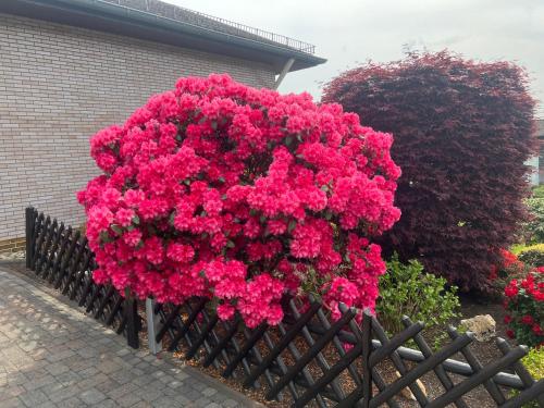 Appartement Ferienwohnungjahrsfeld 8 Gärtenstraße Straßenhaus