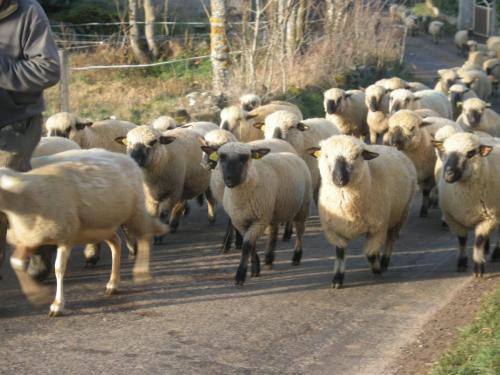 Séjour à la ferme Ferme auberge briassou Vendetz Grazac