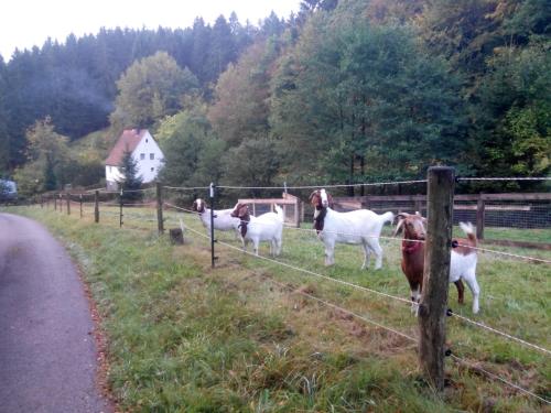 FeWo PacoHaus nähe Willingen Diemelsee Brilon allemagne