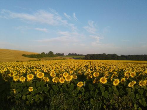 Fleur Du Soleil Agudelle france