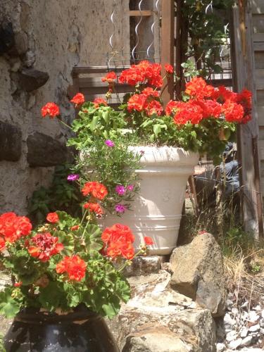 Fraises des bois Saint-Priest france