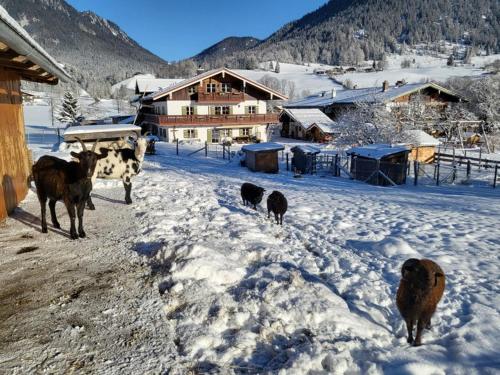 Gästehaus Hinterponholz Ramsau bei Berchtesgaden allemagne