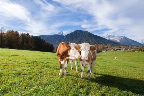 Séjour à la ferme Gästehaus Untersulzberglehen Sulzbergweg 11 Schönau am Königssee