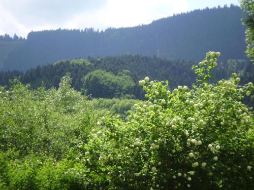 Maison d'hôtes Gasthaus Finken Schwarzwaldstrasse 12 Oppenau