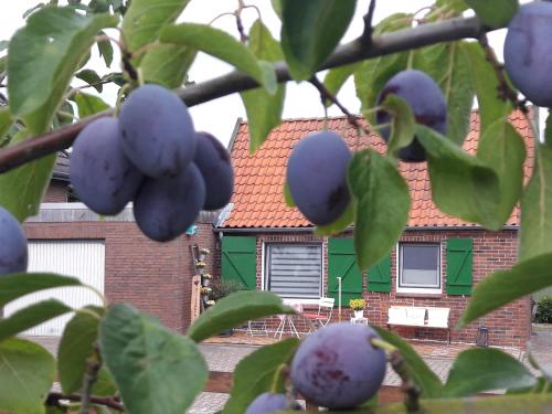 Maison de vacances Gemütliches Häuschen im Alten Land Buxtehuderstr. 102a Jork