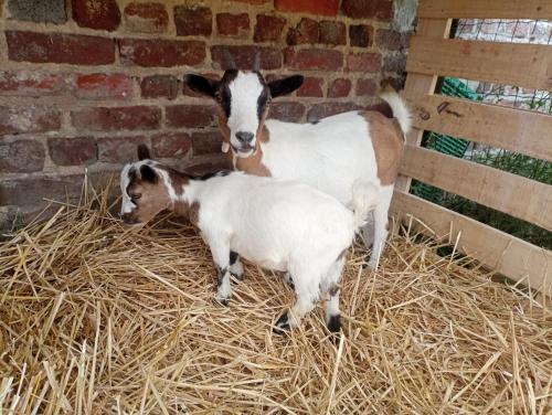 Appartement Gîte à la ferme chez Magali et Christian 19 Rue d'Erre Escaudoeuvres