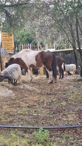 Lodge Gîte atypique : Le Pod Lieu dit Dicceppu Lieu dit dicceppu Carbuccia