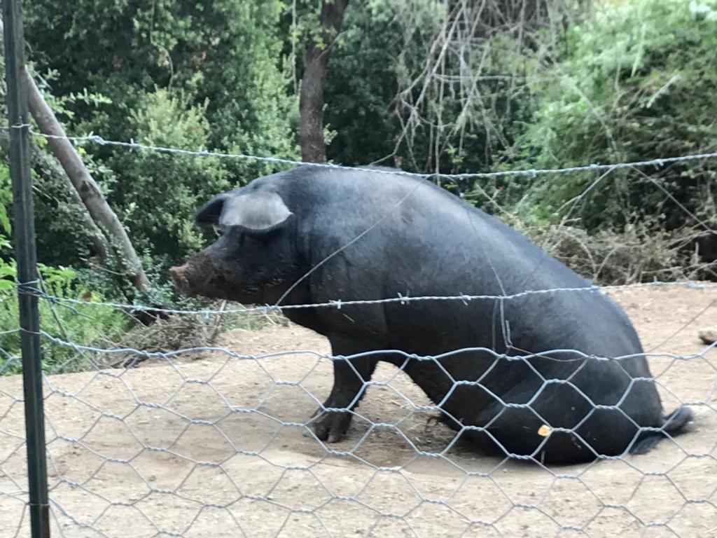 Appartement gite au paradis, parc animalier Troscia, 20232 Olmeta-di-Tuda