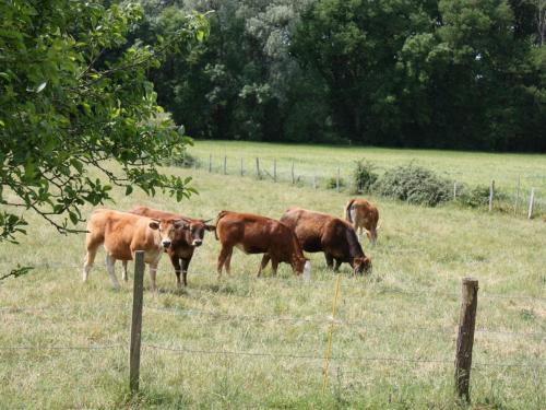 Maison de vacances Gîte Beaumont-en-Véron, 3 pièces, 5 personnes - FR-1-381-445 4 Rue De Montour -  - Beaumont-en-Véron