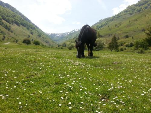 Auberge Gîte de montagne du Plateau de Lhers Hameau de Lhers Plateau de Lhers Accous