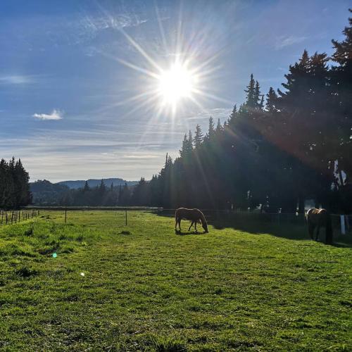 Gîte du Poney Fringant - Prancing Pony Saint-Paul-Trois-Châteaux france