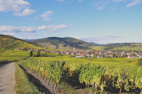 Maison de vacances Gite du Vignoble 3 route de Kientzheim Ammerschwihr