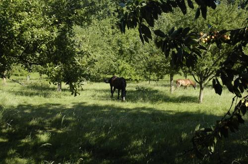 Maison de vacances Gîte LA BERGERIE 10, rue du Moulin. Tumbrel Neuville-Bosc