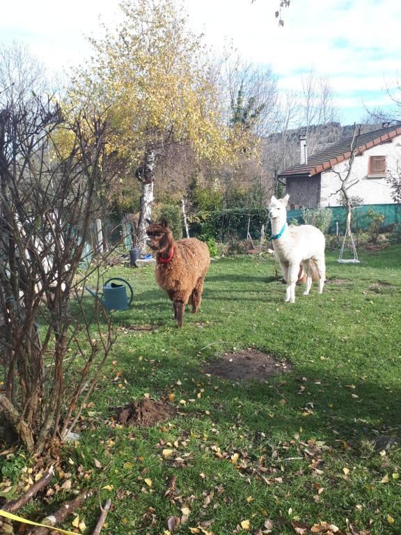 Maison de vacances Gite Le Fournial et ses animaux - 5 personnes Hameau le Fournial, 63580 Pinet