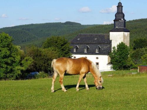Haflinger Reiterhof Meura Meura allemagne